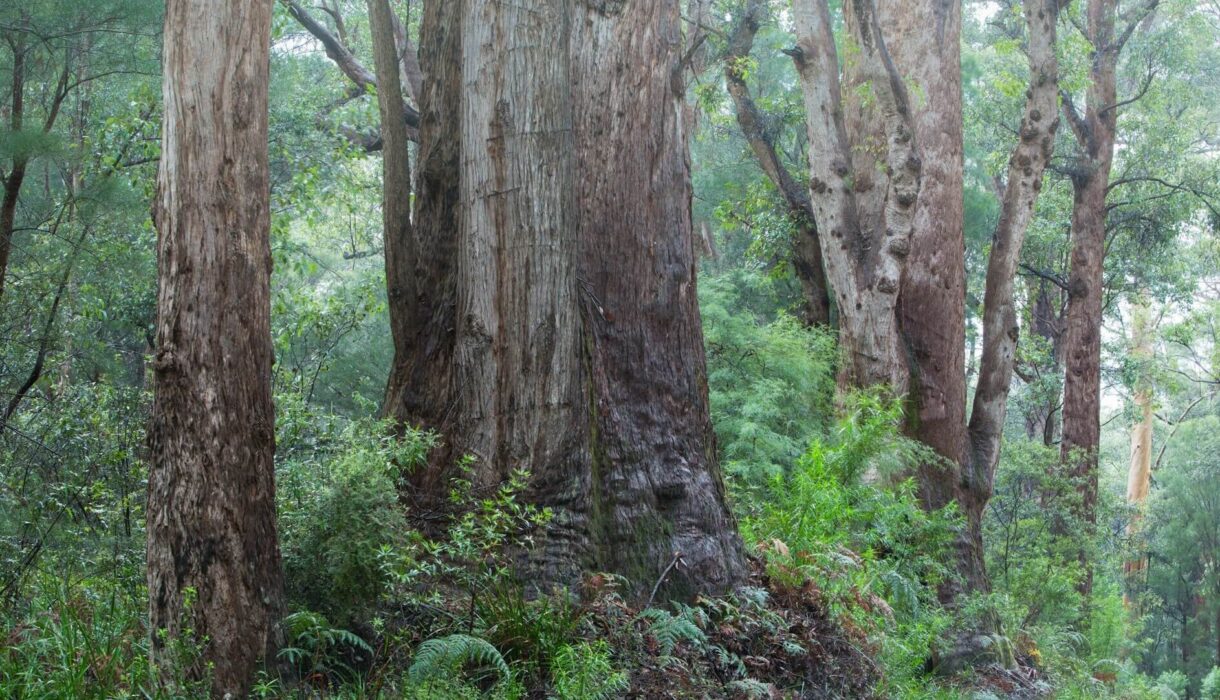 forest-1