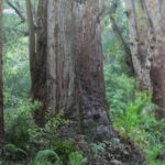 forest-1