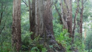 forest-1