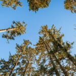 vertical trees