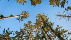 vertical trees