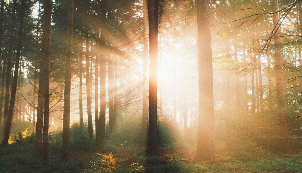 foggy forest