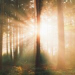 foggy forest