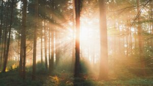 foggy forest