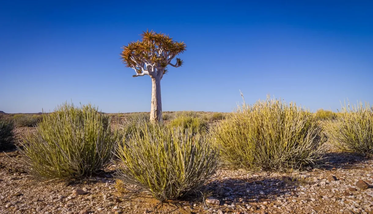 A lone quiver tree among desert shrubs under a clear blue sky