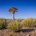 A lone quiver tree among desert shrubs under a clear blue sky